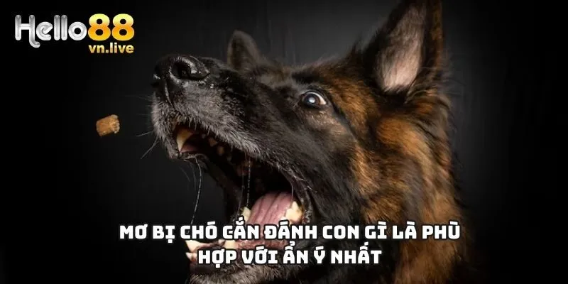 mơ bị chó cắn đánh con gì