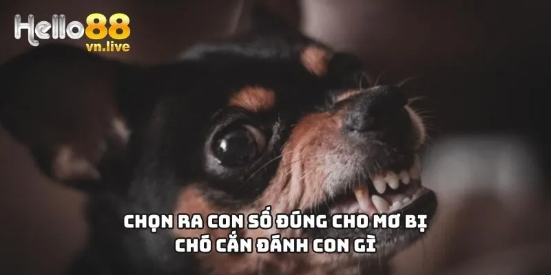 Chọn ra con số đúng cho mơ bị chó cắn đánh con gì