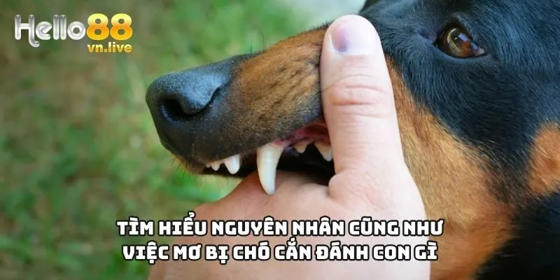 Tìm hiểu nguyên nhân cũng như việc mơ bị chó cắn đánh con gì